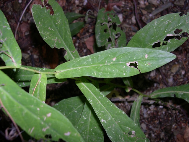 Prenanthes purpurea / Lattuga montana